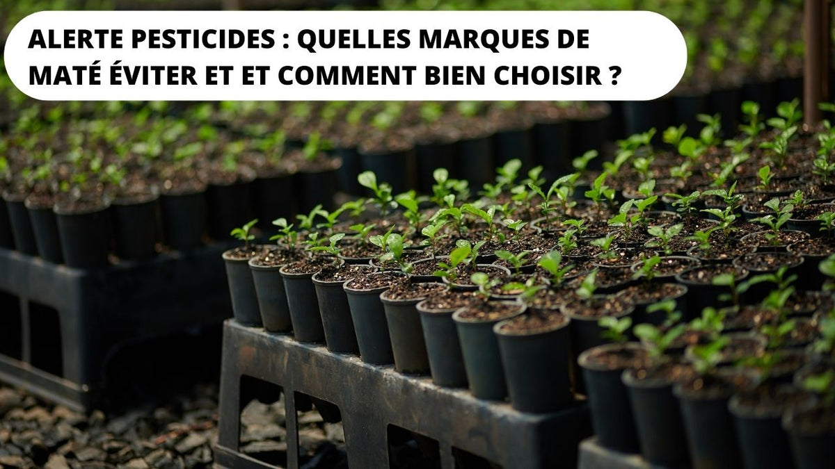 marques de maté pesticides et danger