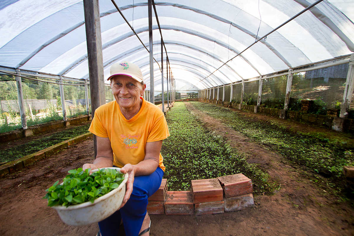 mate grand cru recolte