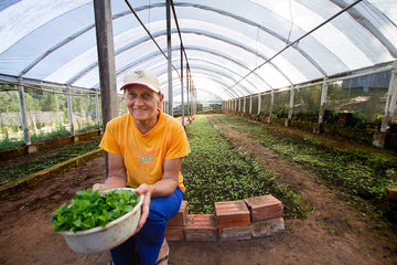 mate grand cru recolte
